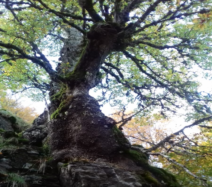 quercia